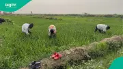 ISWAP, JAS Terrorists Ban Farming in Northern Borno, Threaten Death for Disobedient Farmers
