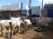 Katsina Police Rescue Abducted Woman, Recover 15 Rustled Cattle