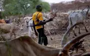 Kebbi Police Arrest Four Over Farmers-Herders Clash That Killed Eight
