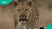 Leopard Attacks Three in Rajasthan Store, Video Goes Viral