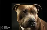 Man Argues Dog Not Human to Avoid Sex Offender Registry