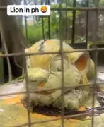 Man Shocked to Find Molded Lion Instead of Live Lion at Port Harcourt Zoo
