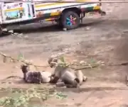 Man Survives Lioness Attack by Staying Calm in Gujarat