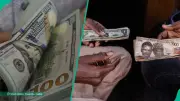 Naira Rebounds Against US Dollar as FX Liquidity Improves by 29%