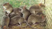 NCDC Reports Decline in Lassa Fever Cases but Warns of Rising Death Toll