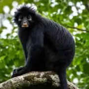 New Monkey Species with Orange Lips and Roaring Call Discovered in DR Congo