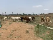 One Killed in Farmer-Herder Clash Over Farmland in Niger State