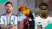 Parrot Predicts Argentina to Win 2026 FIFA World Cup Final vs Spain