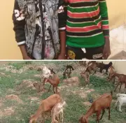 Police arrest two suspected kidnappers, recover 26 goats in Yobe