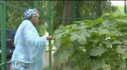 Remi Tinubu Shows Vegetables Harvested from Aso Villa Garden