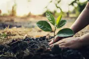 Sanwo-Olu Urges Lagos Residents to Plant Trees, Targets 20,000 This Year