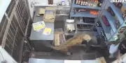 Shocking Video: Leopard Mauls Liquor Store Worker in India
