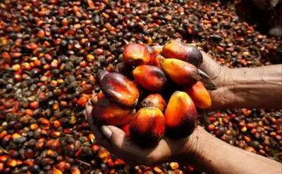 Cheap imports undercutting oil palm business for Okomu, Presco