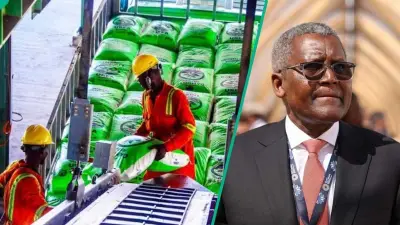 Dangote Fertiliser Lists 4 Steps to Become a Distributor in Nigeria