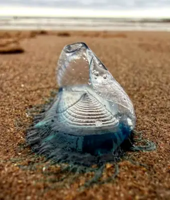 Hundreds of Mysterious Blue Creatures Wash Up on UK Beach