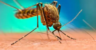 Malaria outbreak at Frankfurt Airport kills 2 workers, infects 5
