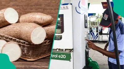 MEMAN: Cassava Ethanol in Petrol Could Cut Fuel Costs, Boost Farmers