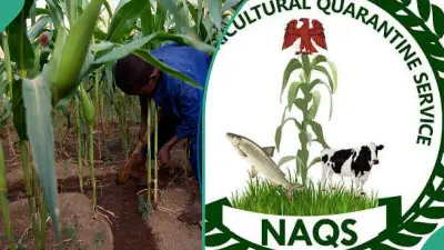 NAQS Recruitment 2026: How to Apply Before August 10 Deadline