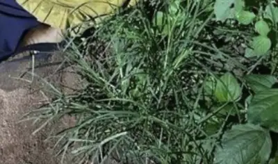 Suspected Fulani Militia Ambush Kills Woman in Plateau Community