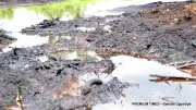 Bayelsa among world's most polluted states, says environmentalist Bassey
