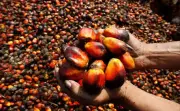 Cheap imports undercutting oil palm business for Okomu, Presco