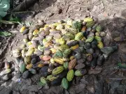 Cocoa Farm Worker Killed in Cross River; Police Hunt Three Suspects