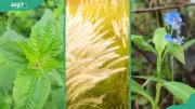Common Weeds in Nigeria: Scientific Names and Pictures Guide