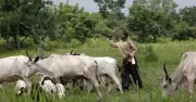 Ekiti Court Grants Bail to Two Herders Accused of Unlawful Grazing