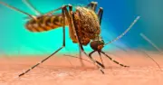 Malaria outbreak at Frankfurt Airport kills 2 workers, infects 5