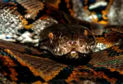Mother of Four Swallowed Whole by 20-Foot Python in Indonesia