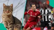 Mysterious Cat Predicts Liverpool Win Over Newcastle in Premier League Opener