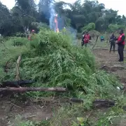 NDLEA Destroys 4,628.9kg Cannabis in Edo, Arrests 10 Suspects