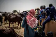 Niger State mandates permits for pastoralists to boost security