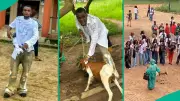 Nigerian Graduate Reacts as Mum Brings Live Goat to His Sign-out Celebration
