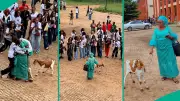 Nigerian Mum Brings Live Goat to Son's Graduation Sign-Out, Crowd Goes Wild