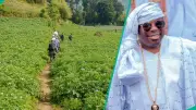 Ogun Community Alarms Over Farmland Invasion, Appeals for Government Intervention