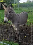 Runaway Donkey Attacks Three in Germany After Jumping Into Van