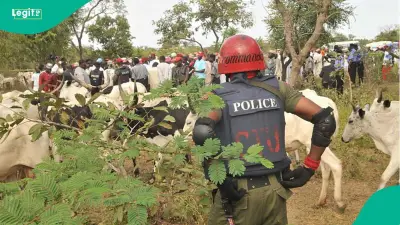 Kaduna MACBAN: 50 Members Killed, 200,000 Cows Lost Since January