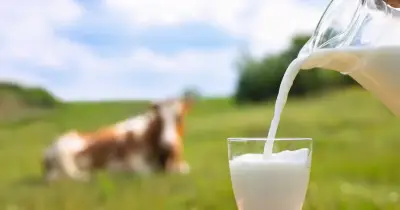 Milk Myths Debunked: A Dietitian's Guide to Dairy Nutrition