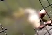 Crocodile handler dies after mauling at Papua New Guinea wildlife park