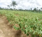 Farmer Found Dead on Cocoa Plantation in Ondo