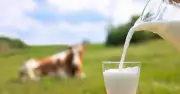 Milk Myths Debunked: A Dietitian's Guide to Dairy Nutrition