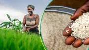 Nigeria Rice Production Costs Hit N2.3m per Hectare, Prices May Stay High