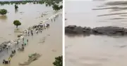 Rivers State Floods: Crocodiles, Snakes Swim Through Flooded Homes
