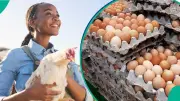 Egg Prices in Nigeria Show Signs of Falling as States With Highest Costs Emerge