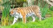 Man dies in tiger enclosure at Yorkshire Wildlife Park; tiger Altai will not be euthanised
