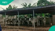 Oyo Rule of Law Agency Impounds 20 Cows in Two Ibadan Dawn Operations